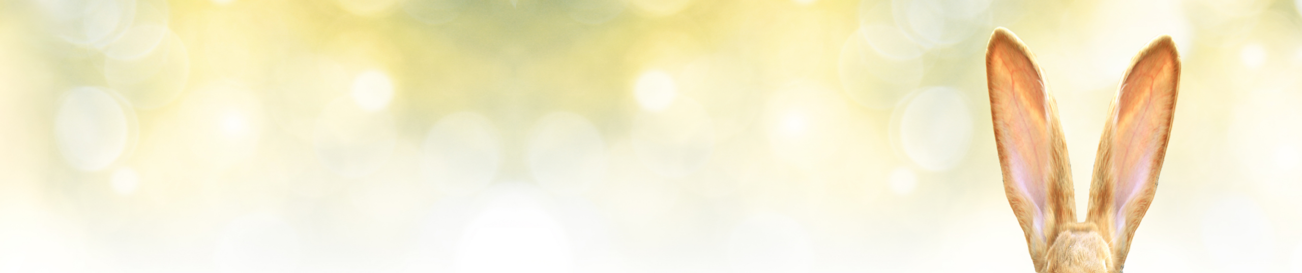 Hase mit langen Ohren vor einem hellen, verschwommenen Hintergrund Nahaufnahme eines Hasen mit langen Ohren, hervorragend sichtbar vor einem hellen, unscharfen Hintergrund, ideal für Osterthemen.